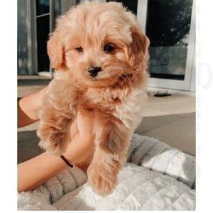 Meet your Posher, Wynter